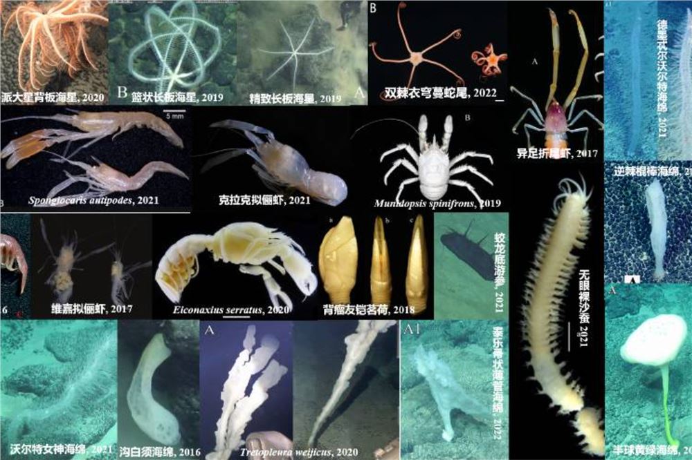 我国发布全球首个深海海山数字化智能系统