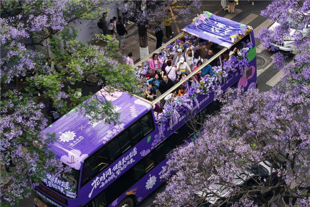 昆明：共赴紫色花海之约