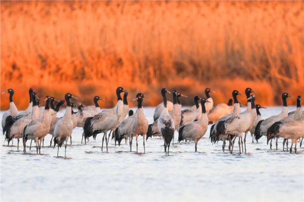 草海湖畔万鸟翔集