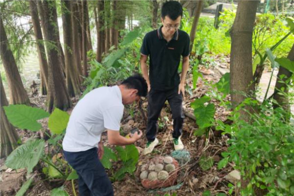 广州中心城区，发现完整恐龙蛋化石