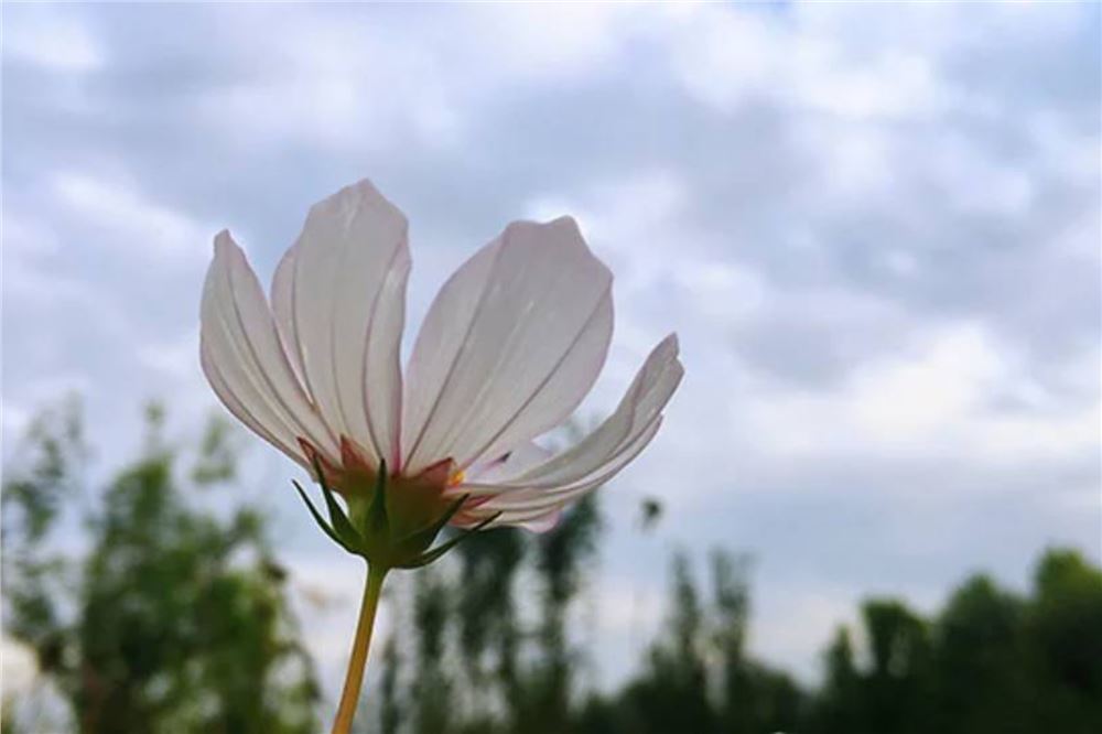 一日禅：心累，源于想法太多