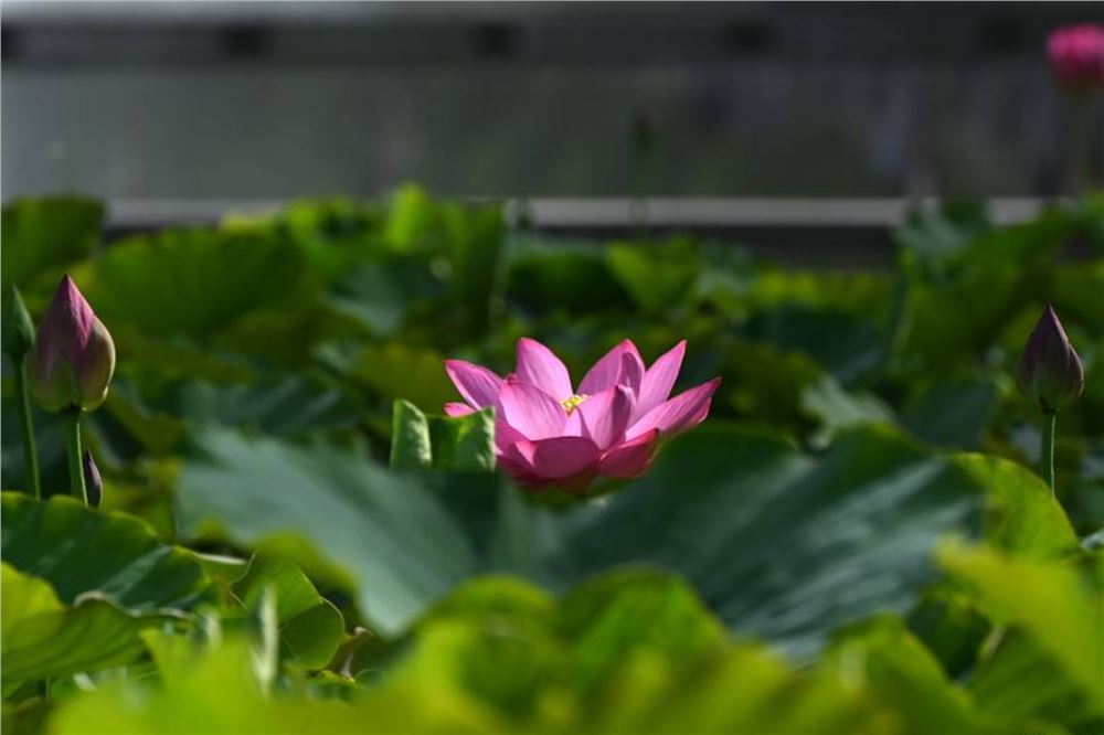 【大美甘肃】甘肃敦煌：风吹荷浪香满堤