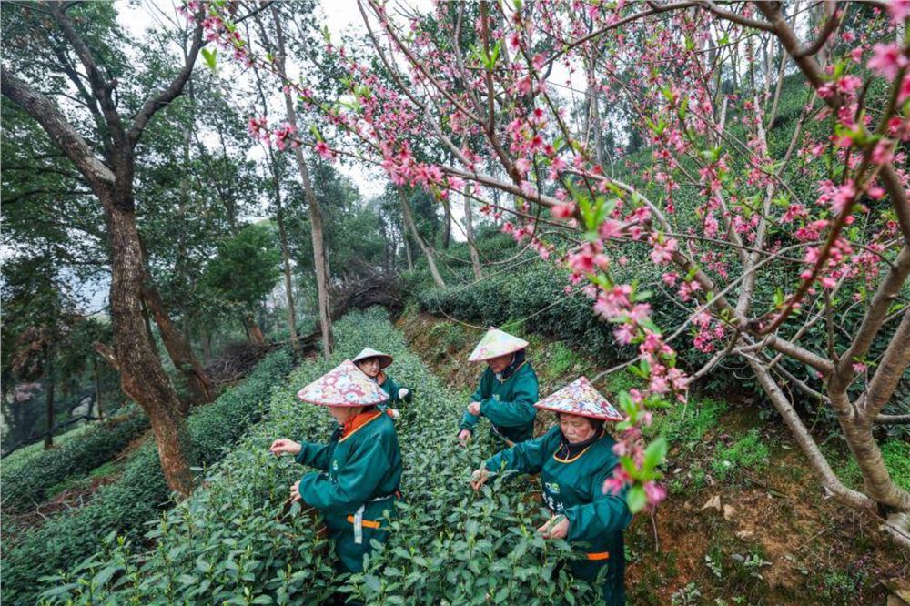 西湖龙井茶正式开采