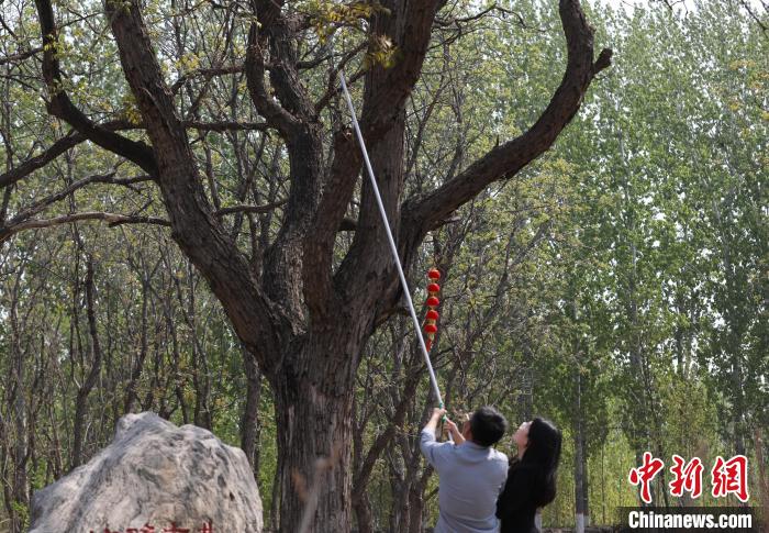 大运河畔百年古树吐嫩芽红叶香椿迎来采摘季