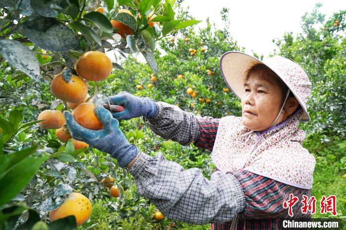 广西贵港:茂谷柑丰收促农增收