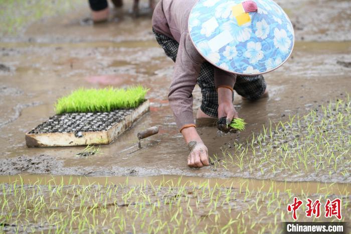 贵州黄平农户抢抓农时栽插秧苗