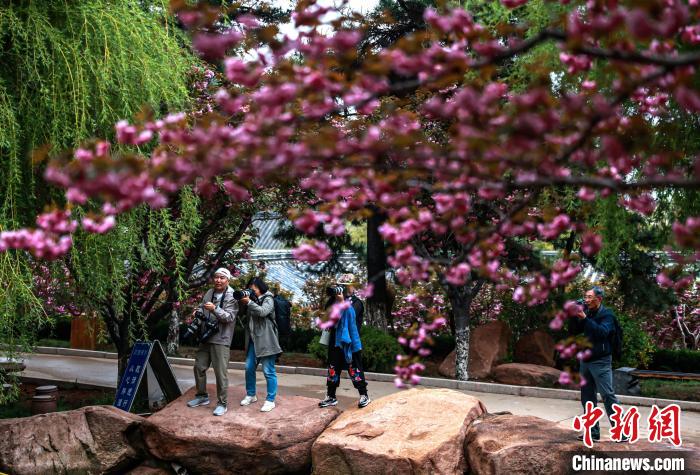 山东荣成：樱花盛放醉游人