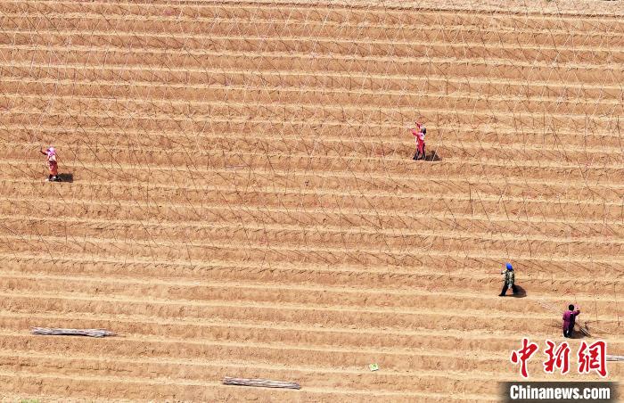 山西新绛:山药种植忙描绘“春耕图”