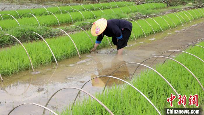 广西三江:万象“耕”新田园美
