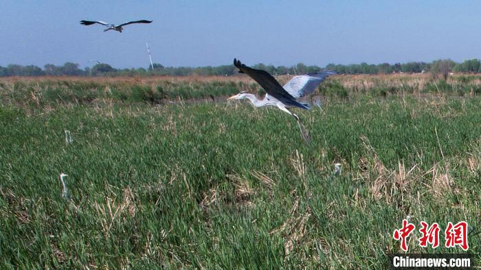 “京津冀最美湿地”河北衡水湖:万余只夏候鸟迎来孵化哺育期
