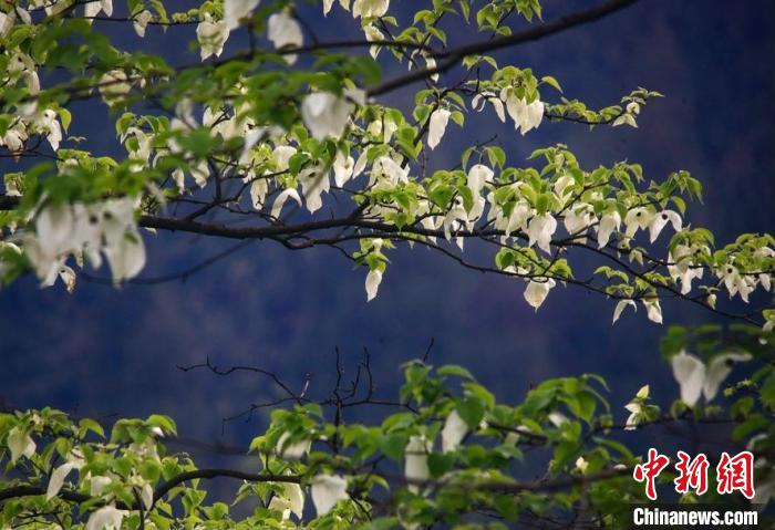 四川荥经:“鸽子花”在大熊猫国家公园“飞舞”