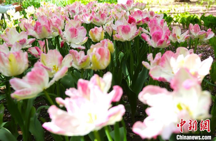 青海西宁：22万株郁金香盛开吸引游客“打卡”