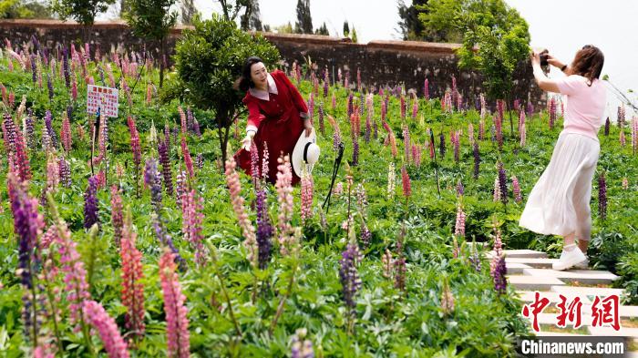 昆明滇池边“母亲花”鲁冰花盛放引市民游客打卡
