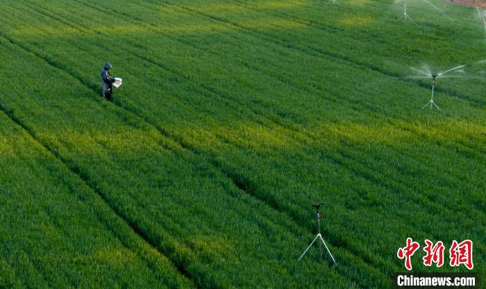 航拍生机盎然的河北武安高标准农田