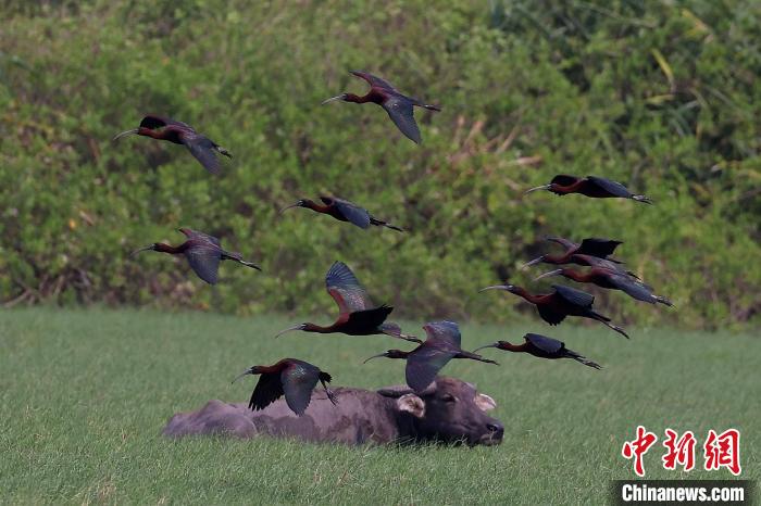 国家一级保护野生动物彩鹮现身海南昌江