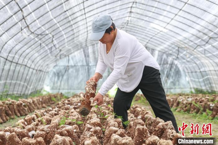 (乡村行·看振兴)江西新余:香菇飘香丰收忙“小菌菇”做成“大产业”