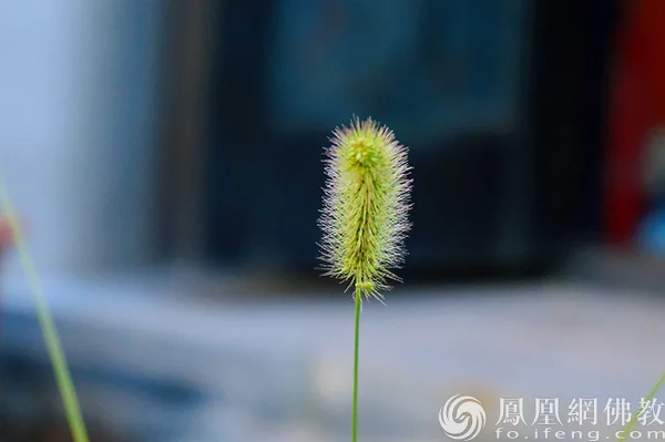 图片来源:凤凰网佛教文化 摄影:闫秀勇