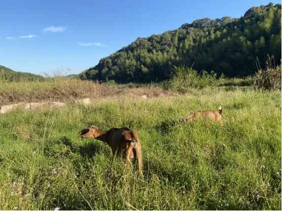 畬家山寨里的“黄檗正宗”