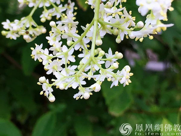 图片来源：凤凰网佛教文化 摄影：闫秀勇