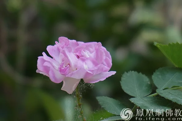 图片来源：凤凰网佛教文化 摄影：闫秀勇