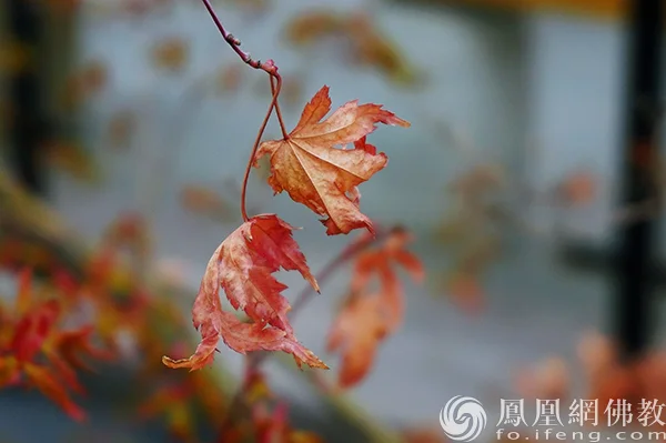 图片来源：凤凰网佛教文化 摄影：闫秀勇