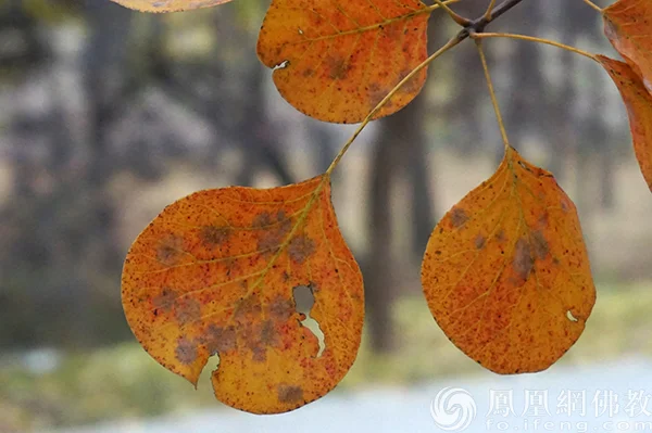 图片来源：凤凰网佛教文化 摄影：闫秀勇