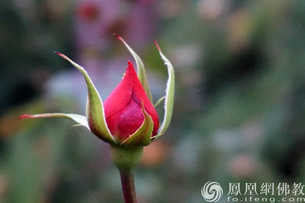 图片来源：凤凰网佛教文化 摄影：闫秀勇