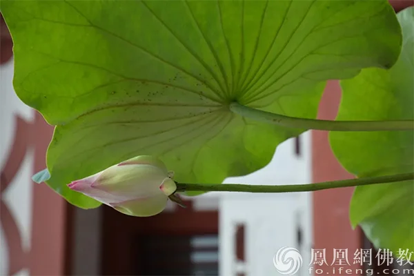 图片来源：凤凰网佛教文化 摄影：张晓丽