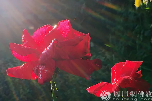 图片来源：凤凰网佛教文化 摄影：闫秀勇