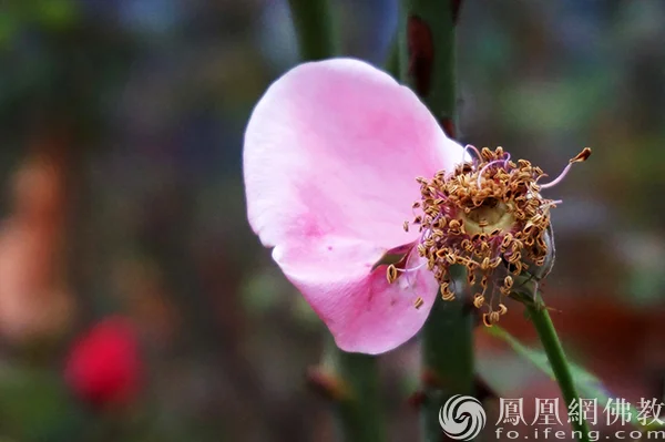 图片来源：凤凰网佛教文化 摄影：闫秀勇