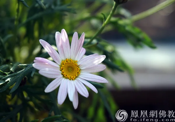 图片来源：凤凰网佛教文化 摄影：闫秀勇