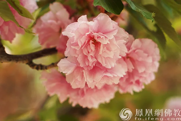 图片来源：凤凰网佛教文化 摄影：闫秀勇