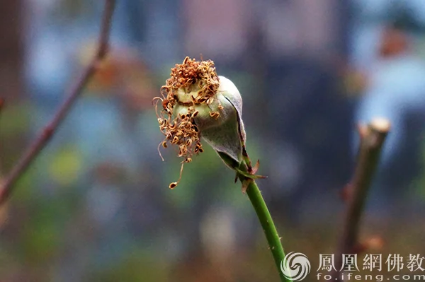 图片来源：凤凰网佛教文化 摄影：闫秀勇