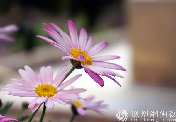 图片来源：凤凰网佛教文化 摄影：闫秀勇