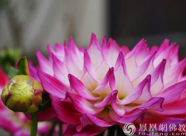 图片来源：凤凰网佛教文化 摄影：闫秀勇