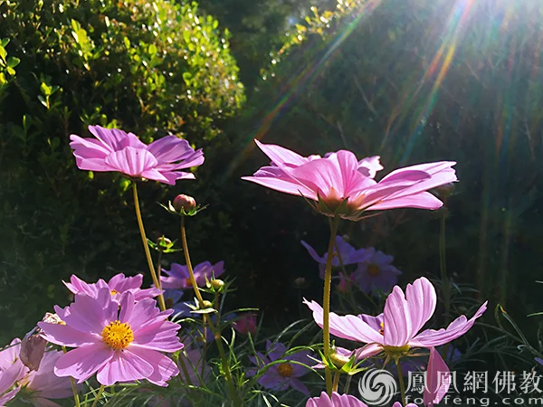 图片来源：凤凰网佛教文化 摄影：闫秀勇