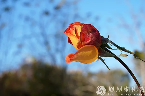 图片来源：凤凰网佛教文化 摄影：闫秀勇