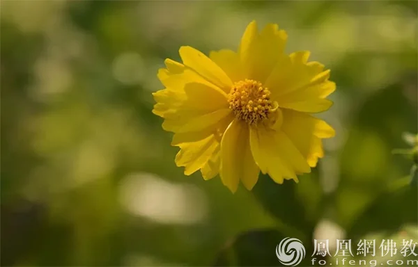 图片来源：凤凰网佛教文化 摄影：十愿