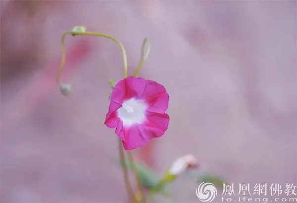 图片来源：凤凰网佛教文化 摄影：十愿