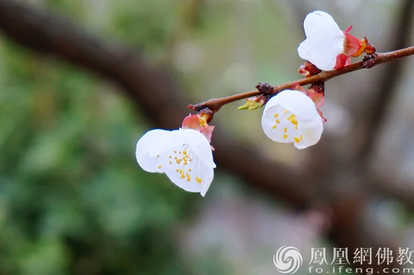 图片来源：凤凰网佛教文化 摄影：闫秀勇