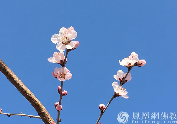 图片来源：凤凰网佛教文化 摄影：闫秀勇