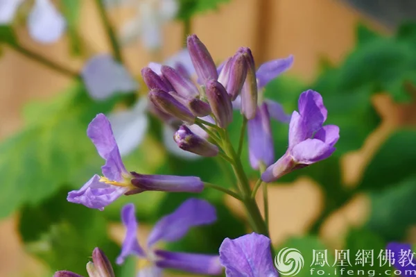 图片来源：凤凰网佛教文化 摄影：闫秀勇