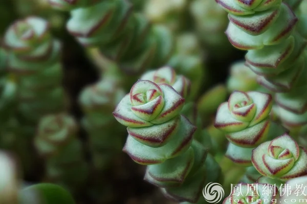 图片来源：凤凰网佛教文化 摄影：闫秀勇