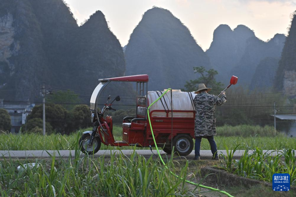 4月21日,广西都安瑶族自治县地苏镇镇和村村民在给玉米浇水。新华社记者 黄孝邦 摄