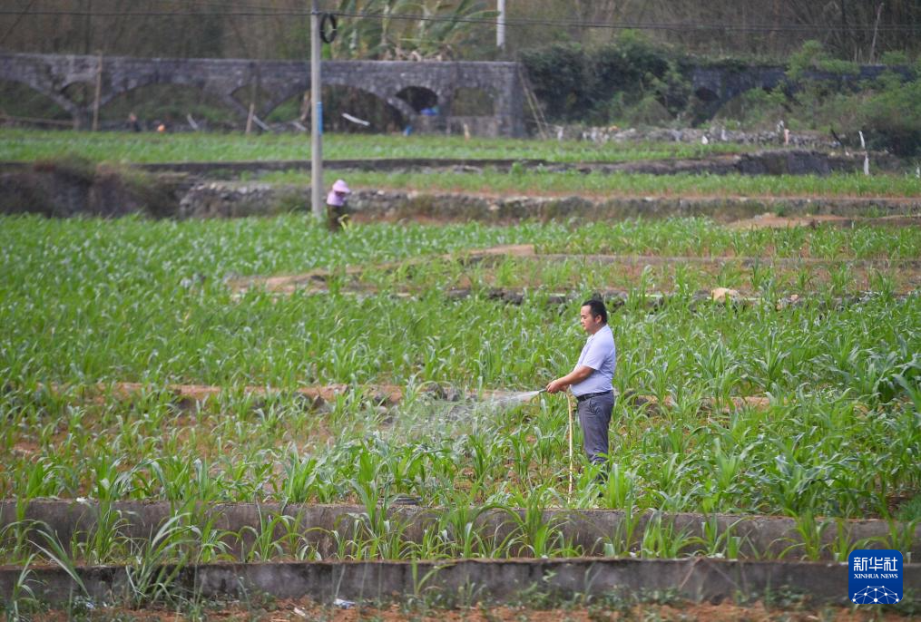 4月21日,广西都安瑶族自治县地苏镇上节村村民在给玉米浇水。新华社记者 黄孝邦 摄