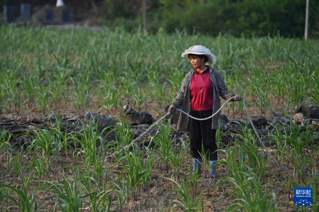 4月21日,广西都安瑶族自治县地苏镇镇和村村民在给玉米浇水。新华社记者 黄孝邦 摄