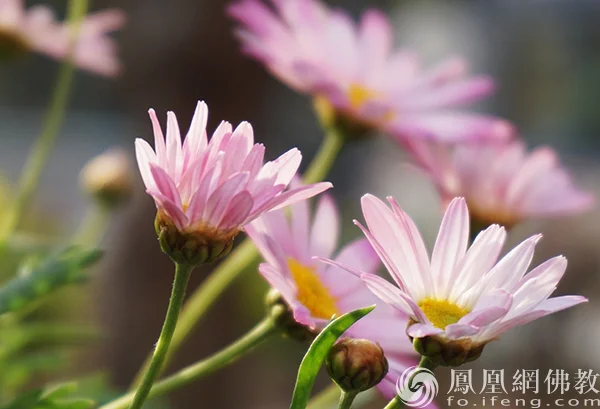 图片来源：凤凰网佛教文化 摄影：闫秀勇