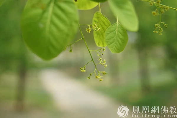 图片来源：凤凰网佛教文化 摄影：闫秀勇