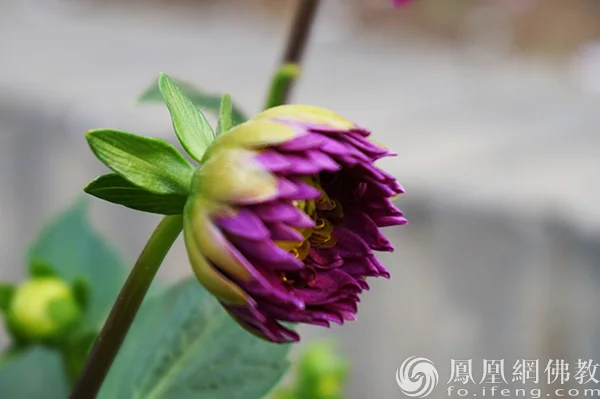 图片来源：凤凰网佛教文化 摄影：闫秀勇