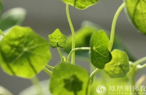 图片来源：凤凰网佛教文化 摄影：寂弘法师